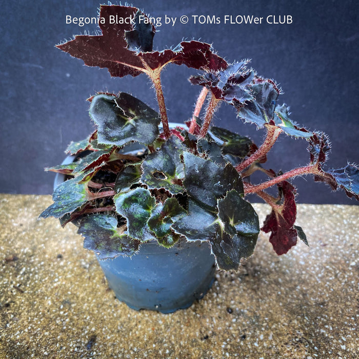 Begonia Black Fang from leaf propagation, organically grown tropical plants for sale at TOMs FLOWer CLUB.