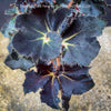 Leaf detail of Begonia Black Fang, organically grown tropical plants for sale at TOMs FLOWer CLUB.