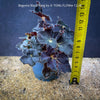 Begonia Black Fang, organically grown tropical plants for sale at TOMs FLOWer CLUB.