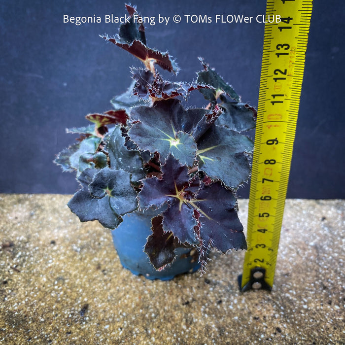 Begonia Black Fang, organically grown tropical plants for sale at TOMs FLOWer CLUB.