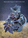 Black leaf of Begonia Black Fang, organically grown tropical plants for sale at TOMs FLOWer CLUB.