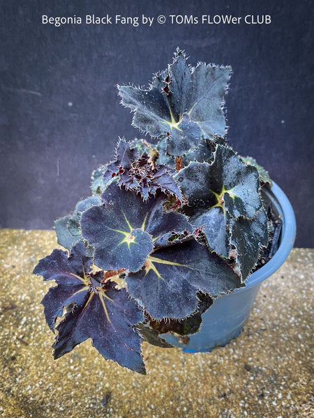 Black leaf of Begonia Black Fang, organically grown tropical plants for sale at TOMs FLOWer CLUB.