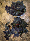 Begonia Black Fang, organically grown tropical plants for sale at TOMs FLOWer CLUB.
