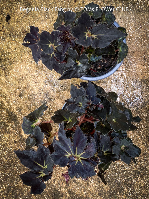 Begonia Black Fang, organically grown tropical plants for sale at TOMs FLOWer CLUB.
