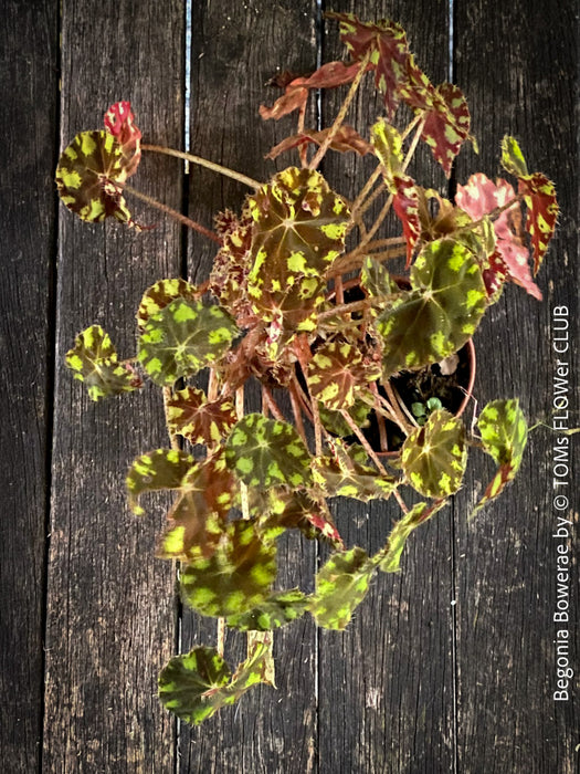 Begonia Bowerae, organically grown tropical plants for sale at TOMs FLOWer CLUB.