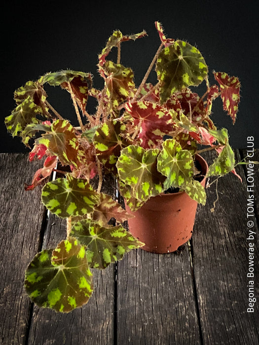 Begonia Bowerae, organically grown tropical plants for sale at TOMs FLOWer CLUB.