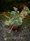 Begonia Bowerae, organically grown tropical plants for sale at TOMs FLOWer CLUB.