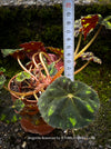 Begonia Bowerae, organically grown tropical plants for sale at TOMs FLOWer CLUB.