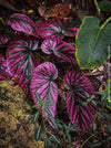 Begonia Brevirimosa, organically grown tropical plants for sale at TOMs FLOWer CLUB.