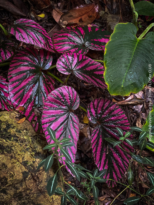 Begonia Brevirimosa, organically grown tropical plants for sale at TOMs FLOWer CLUB.