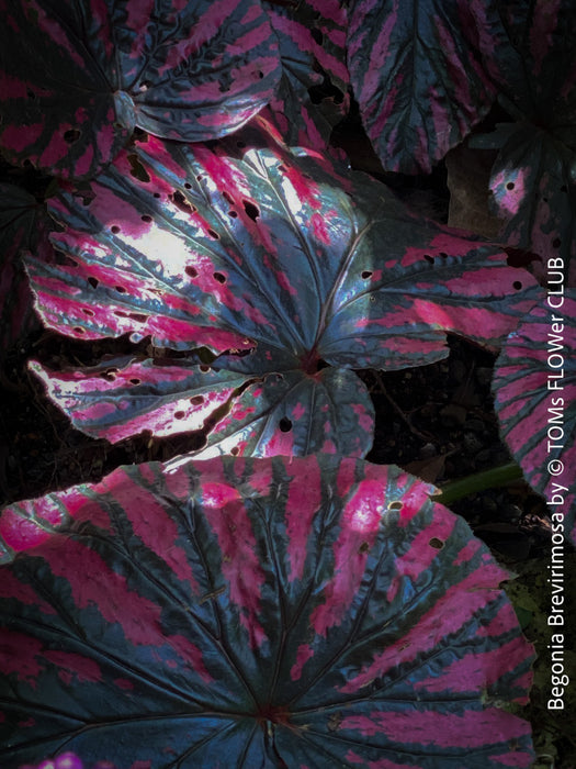 Begonia Brevirimosa, organically grown tropical plants for sale at TOMs FLOWer CLUB.