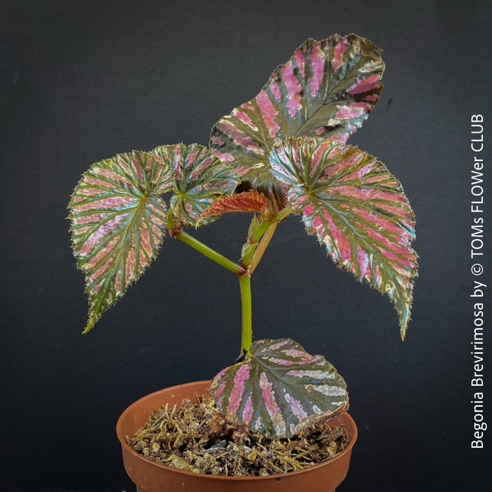 Begonia Brevirimosa, organically grown tropical plants for sale at TOMs FLOWer CLUB.