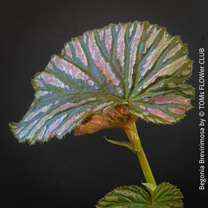 Begonia Brevirimosa, organically grown tropical plants for sale at TOMs FLOWer CLUB.