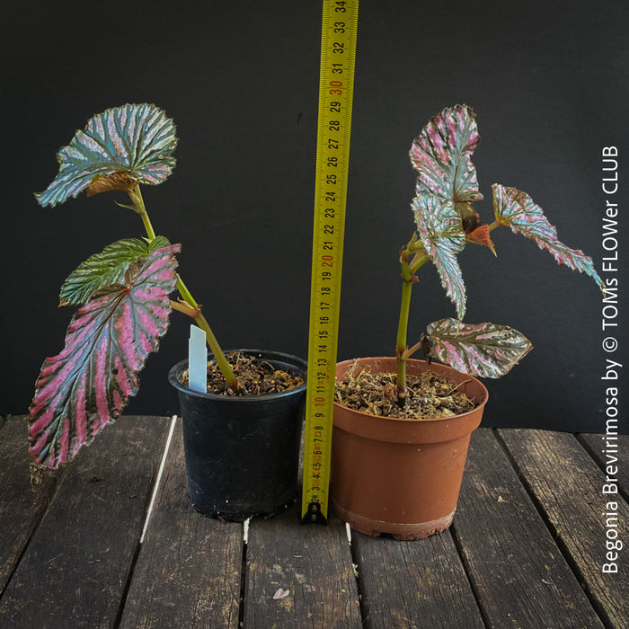 Begonia Brevirimosa, organically grown tropical plants for sale at TOMs FLOWer CLUB.