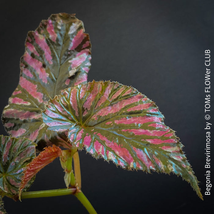 Begonia Brevirimosa, organically grown tropical plants for sale at TOMs FLOWer CLUB.