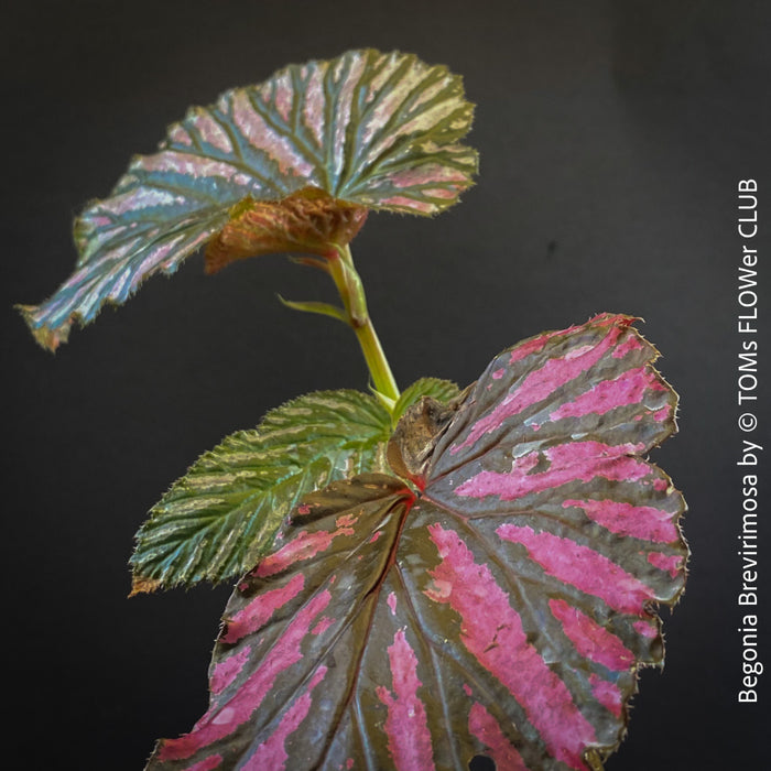 Begonia Brevirimosa, organically grown tropical plants for sale at TOMs FLOWer CLUB.