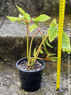 Begonia Carolineifolia, organically grown tropical plants for sale at TOMs FLOWer CLUB.