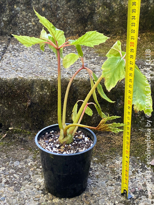 Begonia Carolineifolia, organically grown tropical plants for sale at TOMs FLOWer CLUB.