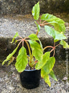 Begonia Carolineifolia, organically grown tropical plants for sale at TOMs FLOWer CLUB.