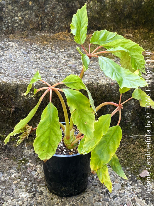 Begonia Carolineifolia, organically grown tropical plants for sale at TOMs FLOWer CLUB.