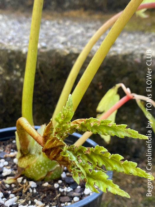 Begonia Carolineifolia, organically grown tropical plants for sale at TOMs FLOWer CLUB.