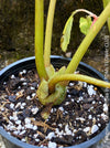 Begonia Carolineifolia, organically grown tropical plants for sale at TOMs FLOWer CLUB.