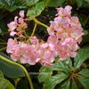 Begonia Carolineifolia, organically grown tropical plants for sale at TOMs FLOWer CLUB.