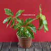 Begonia Carolineifolia, organically grown tropical plants for sale at TOMs FLOWer CLUB.