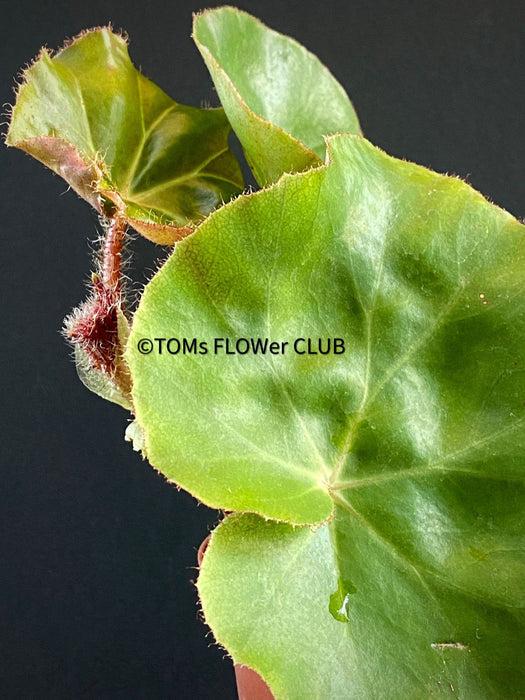Begonia Erythrophylla - Beefsteak Begonia, organically grown tropical plants for sale at TOMs FLOWer CLUB.
