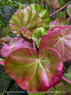 Close-up of pink and green leaves of a Begonia Erythrophylla plant; for sale at TOMS FLOWer CLUB.