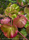 Close-up of Begonia Erythrophylla with pink and green leaves; for sale at TOMS FLOWer CLUB.