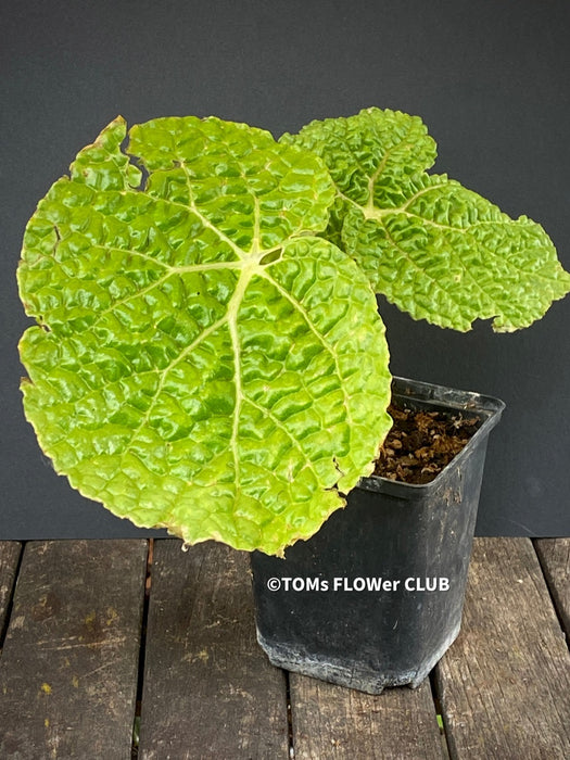 Begonia Gehrtii, organically grown tropical plants for sale at TOMs FLOWer CLUB.