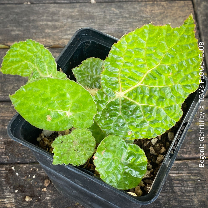 Begonia Gehrtii, organically grown tropical plants from Brazil for sale at TOMs FLOWer CLUB.