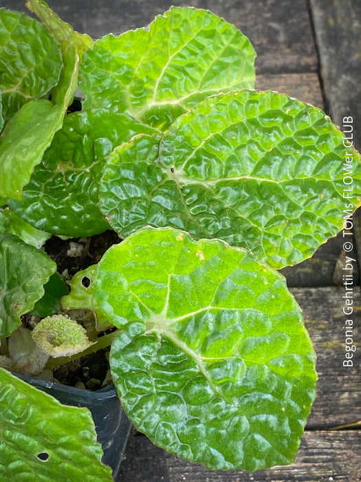 Begonia Gehrtii, organically grown tropical plants from Brazil for sale at TOMs FLOWer CLUB.