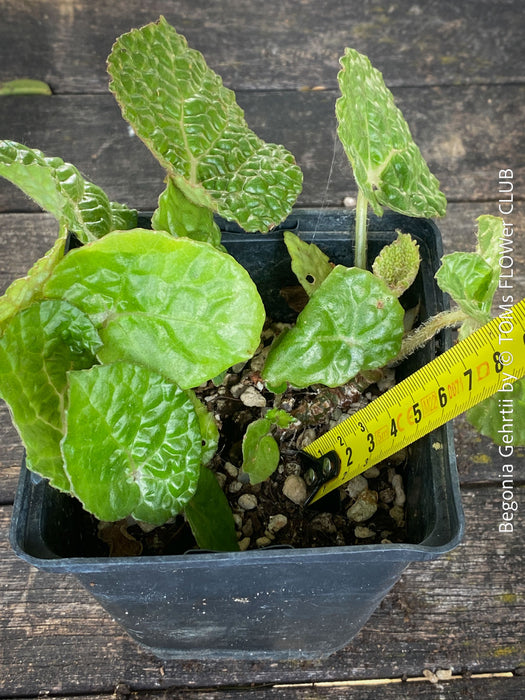 Begonia Gehrtii, organically grown tropical plants from Brazil for sale at TOMs FLOWer CLUB.