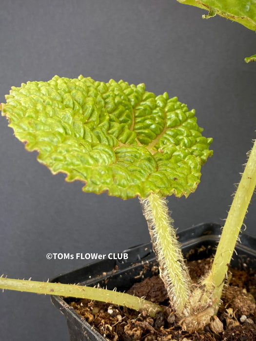 Begonia Gehrtii, organically grown tropical plants for sale at TOMs FLOWer CLUB.