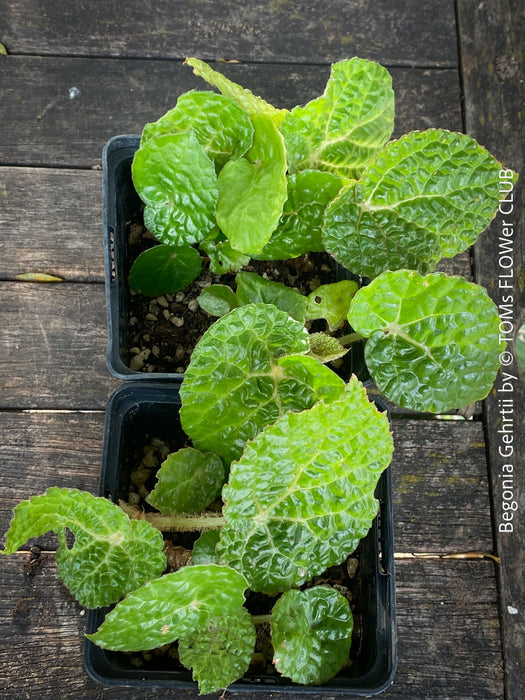 Begonia Gehrtii, organically grown tropical plants from Brazil for sale at TOMs FLOWer CLUB.