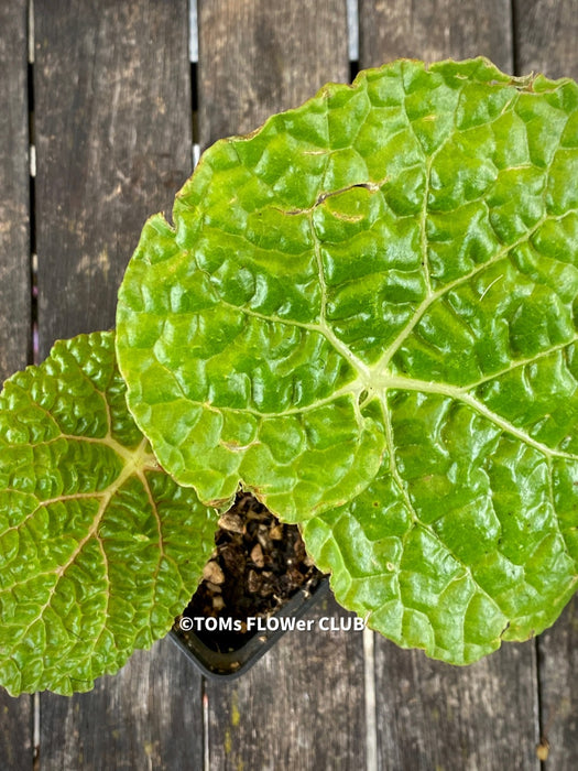 Begonia Gehrtii, organically grown tropical plants for sale at TOMs FLOWer CLUB.