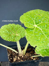 Begonia Gehrtii, organically grown tropical plants for sale at TOMs FLOWer CLUB.