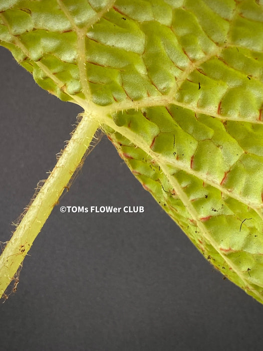 Begonia Gehrtii, organically grown tropical plants for sale at TOMs FLOWer CLUB.