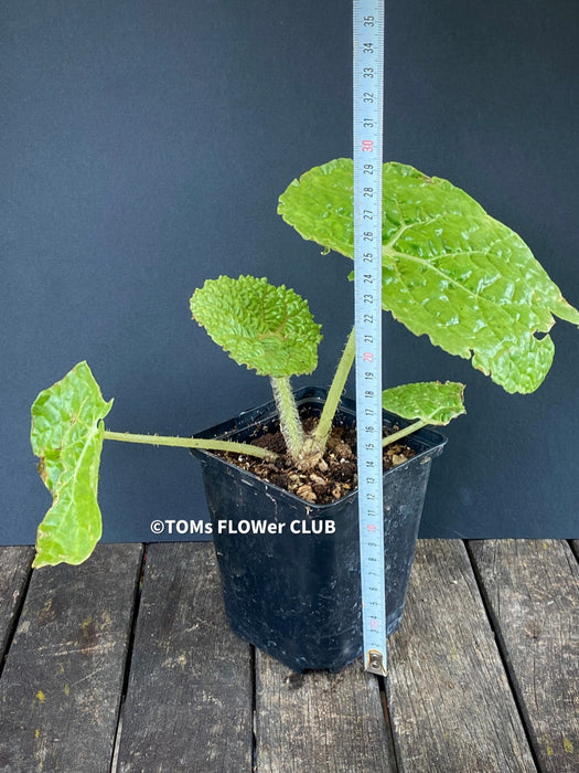 Begonia Gehrtii, organically grown tropical plants for sale at TOMs FLOWer CLUB.