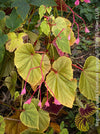 Begonia Grandis Evansiana Sapporo, hardy parential, hardy begonia, organically grown tropical plants for sale at TOMs FLOWer CLUB.
