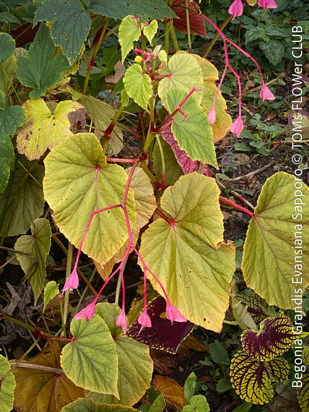 Begonia Grandis Evansiana Sapporo, hardy parential, hardy begonia, organically grown tropical plants for sale at TOMs FLOWer CLUB.