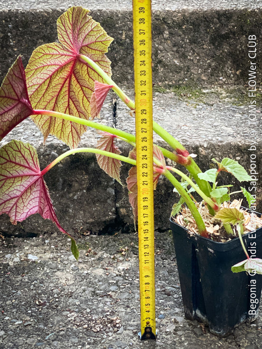 Begonia Grandis Evansiana Sapporo, hardy parential, hardy begonia, organically grown tropical plants for sale at TOMs FLOWer CLUB.