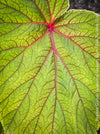 Begonia Grandis Evansiana Sapporo, hardy parential, hardy begonia, organically grown tropical plants for sale at TOMs FLOWer CLUB.