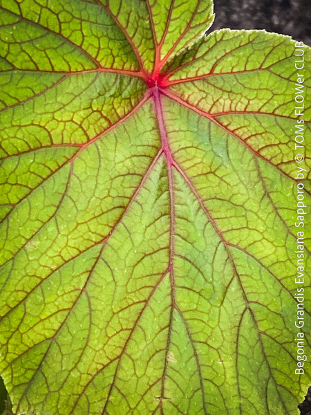 Begonia Grandis Evansiana Sapporo, hardy parential, hardy begonia, organically grown tropical plants for sale at TOMs FLOWer CLUB.