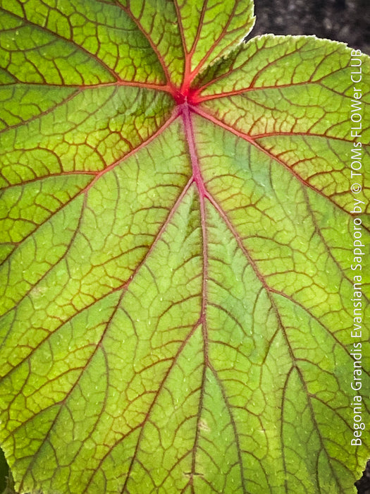 Begonia Grandis Evansiana Sapporo, hardy parential, hardy begonia, organically grown tropical plants for sale at TOMs FLOWer CLUB.