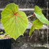 Begonia Grandis Evansiana Sapporo, hardy parential, hardy begonia, organically grown tropical plants for sale at TOMs FLOWer CLUB.