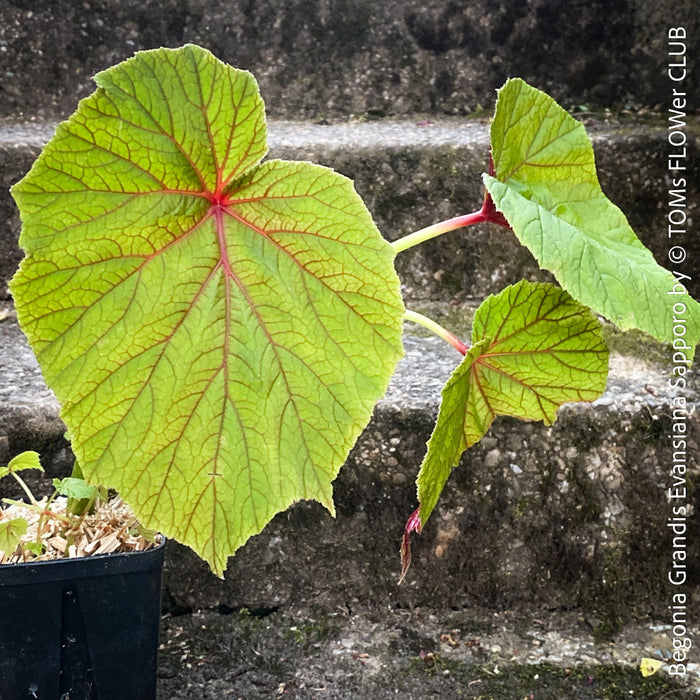 Begonia Grandis Evansiana Sapporo, hardy parential, hardy begonia, organically grown tropical plants for sale at TOMs FLOWer CLUB.