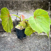 Begonia Grandis Evansiana Sapporo, hardy parential, hardy begonia, organically grown tropical plants for sale at TOMs FLOWer CLUB.